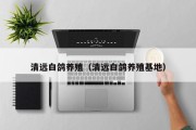 清远白鸽养殖(清远白鸽养殖基地) 清远白鸽养殖(清远白鸽养殖基地)